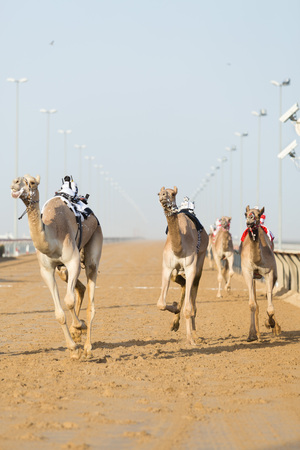 Dubai camel racing club camels racing with radio jockeysのeditorial素材