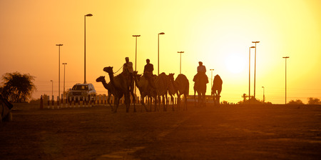 Dubai camel racing club sunset silhouettes of camels and people.のeditorial素材