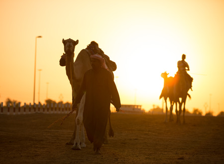 Dubai camel racing club sunset silhouettes of camels and people.のeditorial素材