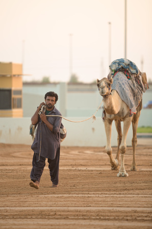 Dubai camel racing club camels taken for warm up walks before racingのeditorial素材
