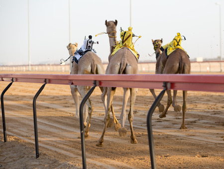 Dubai camel racing club camels racing with radio jockeysのeditorial素材