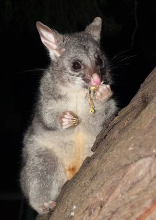Bush tailed possum eating fruit in a treeの写真素材