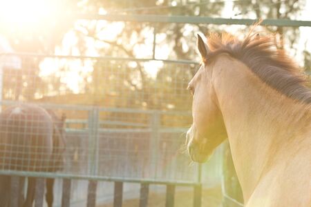 Horses running in a hazy sunset with soft lens flareの写真素材