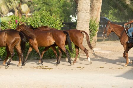 Horses running in a groupの写真素材