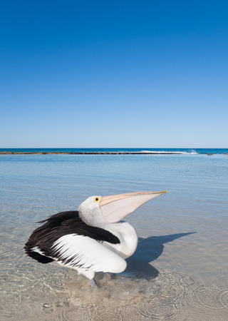 Australia, Yanchep Lagoon, 04/18/2013, Australian pelican on an australian beachの写真素材