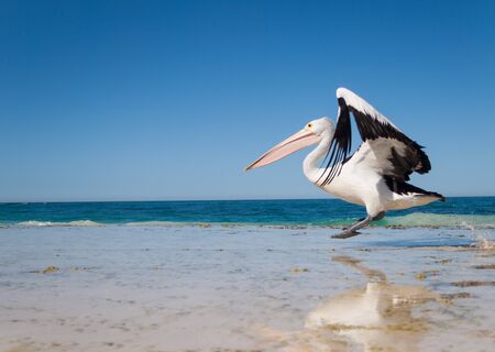 Australia, Yanchep Lagoon, 04/18/2013, Australian pelican taking off in flight from an australian beachの写真素材