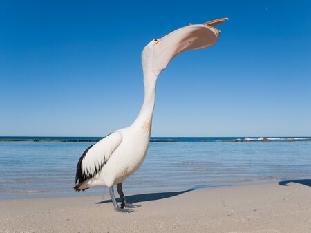 Australia, Yanchep Lagoon, 04182013, Australian pelican eating fish on an australian beachの写真素材