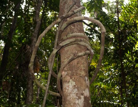 Tropical rainforest jungle vine wrapping around tree