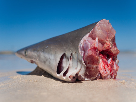 Western Australia, Australia, 03/11/2014, Reef Shark head washed up on the beach with a blue sky backgroundの写真素材