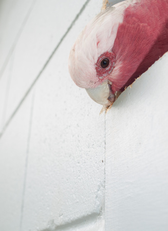 Australian wild pink galah bird chewing a wooden wallの写真素材