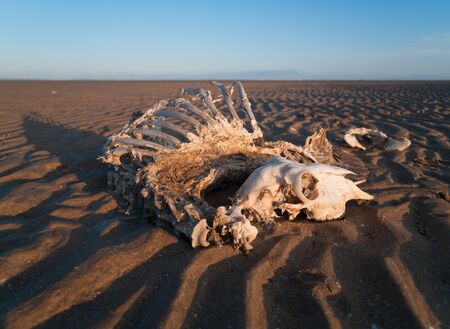 Full sheep skeleton and skull washed up on a rippled sandy beach
