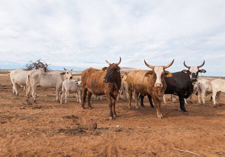 Australian cattle with horns on the move in the outbackの写真素材