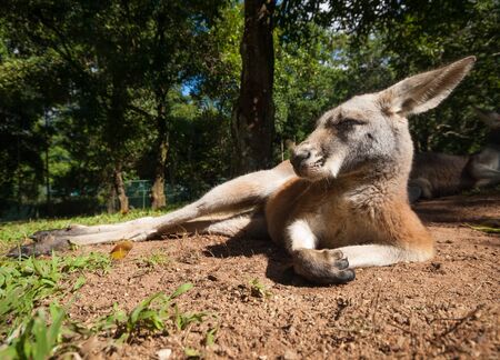 Australian kangaroo relaxing in the sunshineの写真素材