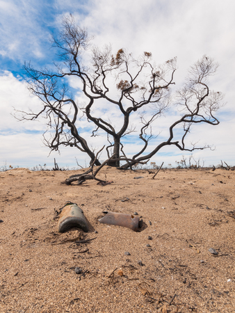 A black burnt tree and burnt glass bottles in the Australian outback after a bush fire.の写真素材
