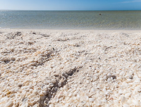 Shell beach is a beach made up entirely of small white cockle shells, popular with backpackers.のeditorial素材