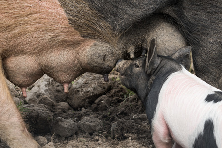 Saddleback pig in a muddy field, a piglet suckling from a teetの写真素材