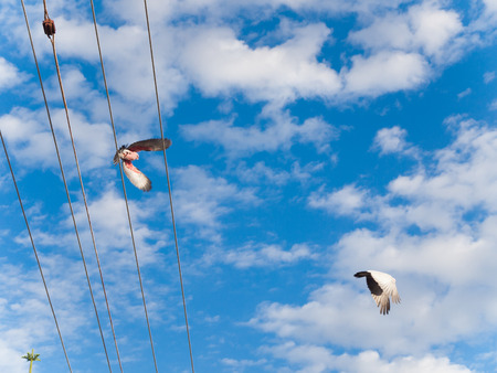 two pink australian galah cockatoos flying off a city telegraph pole, against a vivid blue sky...