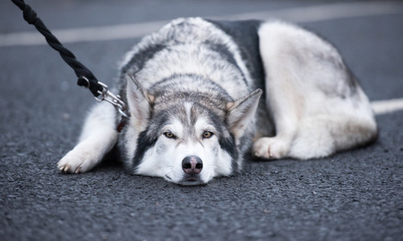 A beautiful husky wolf dog, with yellow eyes and beautiful fur coat, sleeping on the tarmac floor.の写真素材