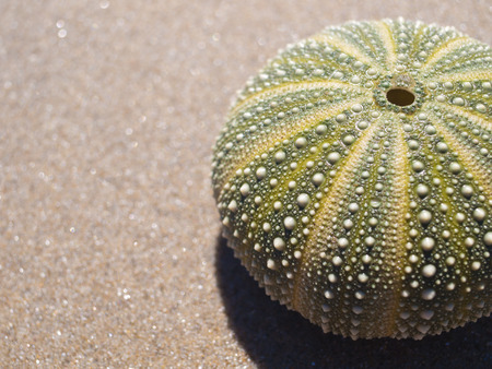 A sea urchin shell on a sandy beach background.の写真素材