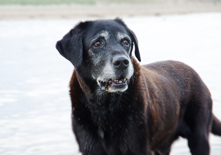 A very very old Labrador in front of a white backgroundの写真素材