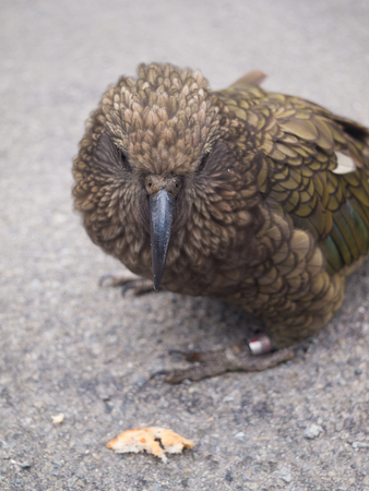 The very rare Kea alpine parrot bird from new zealand. Kea birds are in decline and are classes as a vulnerable species. New zealand parrot.の写真素材
