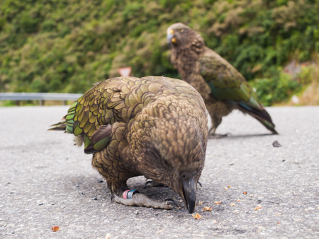 The very rare Kea alpine parrot bird from new zealand. Kea birds are in decline and are classes as a vulnerable species. New zealand parrot.の写真素材