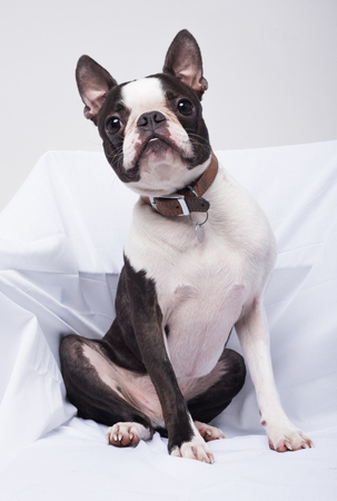 A beautiful young boston terrier dog isolated in a white studio on white sheets. the boston terrier dog has big pointy ears and is very cute.の写真素材