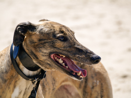 A beautiful pedigree brindle greyhound, with its mouth open on a beach with a shallow depth of field.の写真素材