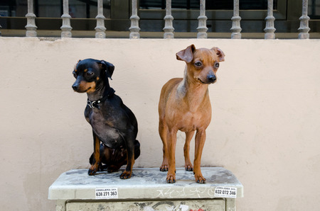 Barcelona, spain, 05/05/2017, Two chihuahua dogsresting on an electricity box in the city of...
