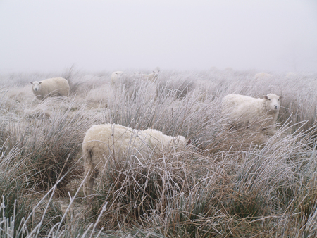 A misty cold freezing winters morning in a frosty frozen field, with cold freezing livestock sheep trying to keep warm.の写真素材