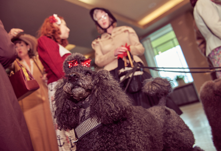 london, england, 05/07/2017 , A retro and well dressed vintage couple with a pack of poodle dogs at a vintage nostalgic weekend event fair. Vintage street style.のeditorial素材