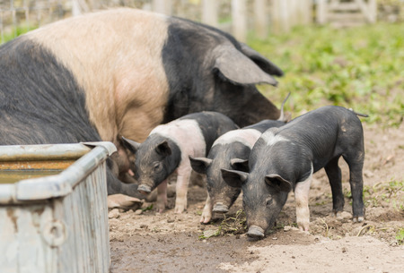 Saddleback piglets and mother pig, in a muddy field,looking for foodの写真素材