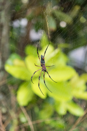 A very large golden orb spider in the seychelles mahe against a vivid vibrant green tropical jungle setting. The golden orb has very long legs and big web.の写真素材