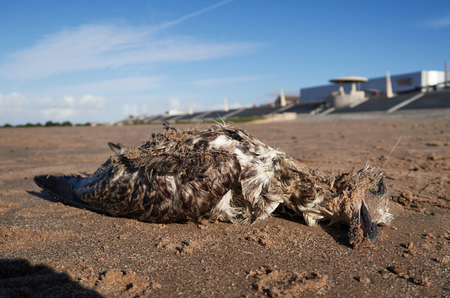 a dead seagull bird washed up on a polluted sandy beach, after an oil spill in the sea or after eating plastic pollutionの写真素材