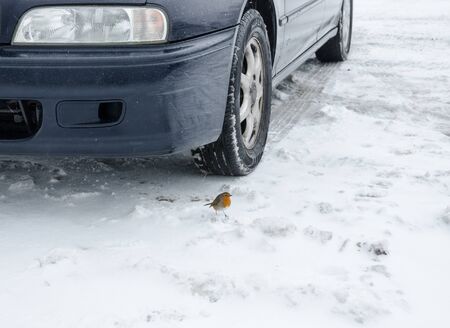 A robin red breast bird standing on ice under a car tyre.  beautiful bird with a red breast in icy conditions. british countryside winter birds.の写真素材