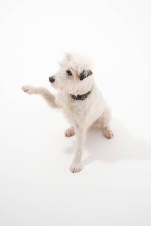 A white parsons russell terrier, isolated on a white seamless wall in a photo studio. dogs preforming tricks ion the studio. clever dog training.の写真素材