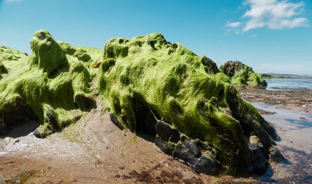 A beautiful vibrant long hairy green sea algae, on beach rocks on a sunny summers day on a beach....