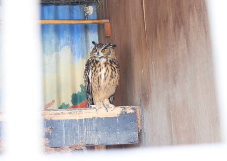 The great horned owl Bubo virginianus with large yellow eyes, also known as the tiger owl is a large owl native to the Americas. Its primary diet is rabbits and hares, rats and mice, and voles, の写真素材