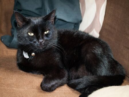 A beautiful healthy domestic cat lying down on a floor Animal welfare and healthcare. Animal happy after visiting a vets. Keeping pets happy. isolated pet cat.の写真素材