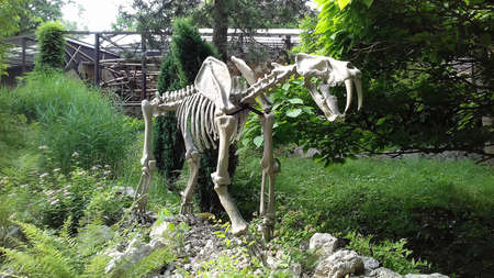 Ostrava, Czech - 07 05 2021: Artificial statue of extinct predator smilodon situated at monkey house in ZOO Ostrava in the middle of vegetationのeditorial素材