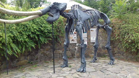 Giant metal statue of skeleton of ancient mammal woolly mamoth viewed from the front and side standing in the ZOO Ostravaのeditorial素材