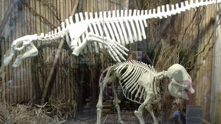 Ostrava, Czech - 07 05 2021: Image of artificial statues of skeletons of extinct sea mammal Steller sea cow and baby Asian elephant behind glass partially disturbed by reflections in ZOO Ostravaのeditorial素材