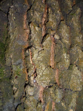 Spruce tree bark | Natural wallpaper pattern | Brown and green surface | Background from forest | Old tree surfaceの写真素材