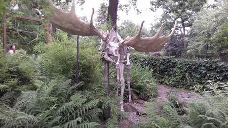 Giant statue of ancient species of deer Megaloceros viewed from the front and situated between vegetation in ZOO Ostrava at deer pavilionのeditorial素材