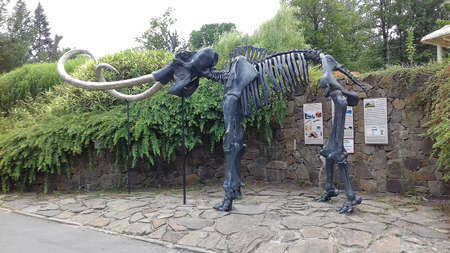Giant metal statue of skeleton of ancient mammal woolly mamoth viewed from the side standing in the ZOO Ostravaのeditorial素材