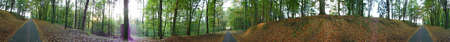 Panoramic full circle image of broadleaf autumn forest with many yellow and red leaves on ground. Fall scene.の写真素材
