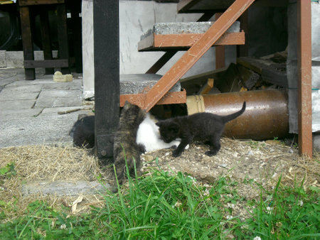 A heartwarming scene with a white cat playing with her three brown and black kittens under concrete stairs. Kittens crawling playfully over their mother.の写真素材