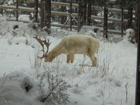Winter scene: Fallow deer of rare white color caused by leucism searches for food under thick layer of snow during freezing cold dayの写真素材