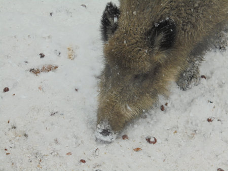 Detailed shot: head of a wild boar digging in the snow to find some food during a cold winter dayの写真素材