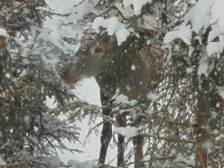 Winter scene: deer doe in the spruce forest among trees which are covered in snow during freezing day in Czech game enclosureの写真素材